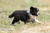 BORDER COLLIE 653